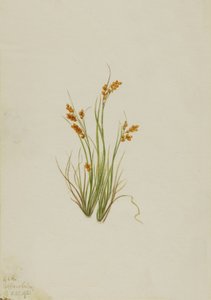Golden Sedge Carex aurea, 1921. 作： Mary Vaux Walcott