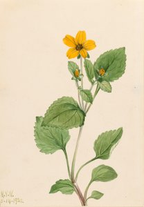 ゴールデン スター Chrysogonum virginianum、1922 年。 作： Mary Vaux Walcott