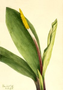 Goldenclub Orontium aquaticum、1918年。 作： Mary Vaux Walcott