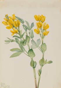 Goldenpea Thermopsis rhombifolia, 1923. 作： Mary Vaux Walcott