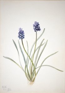 グレープ・ヒヤシンス（Muscari racemosum） 作： Mary Vaux Walcott