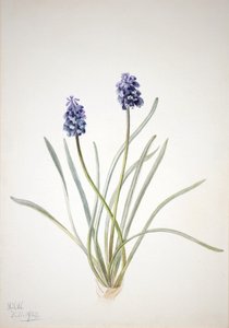 グレープ・ヒヤシンス Muscari racemosum, 1920. 作： Mary Vaux Walcott