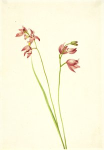 グラスピンク・オーキッド Limodorum tuberosum, n.d. 作： Mary Vaux Walcott