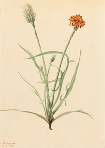 グラスリーフ・アゴセリス・アゴセリス・グラミニフォリア、1905年。 作： Mary Vaux Walcott