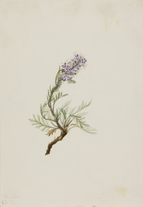 グレイ・ファセリア（Phacelia sericea） 作： Mary Vaux Walcott