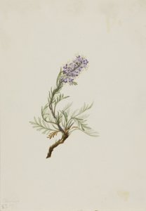 灰色のファセリア Phacelia sericea、1911年。 作： Mary Vaux Walcott