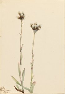 グレイ・プッシー・トー（Antennaria howellii）