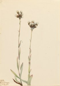 灰色のプッシートーズ Antennaria howellii, 1921.