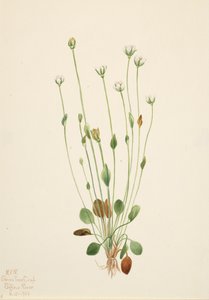 灰色のラグワート Senecio canus, 1920. 作： Mary Vaux Walcott
