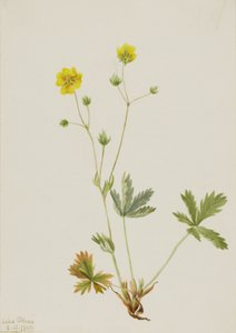 Grayleaf Fivefinger Potentilla glaucophylla, 1905. 作： Mary Vaux Walcott
