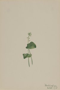 グリーンアダーズマウス Malaxis unifolia, 1918. 作： Mary Vaux Walcott