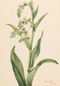 グリーンベアキャベツ（Veratrum viride） 作： Mary Vaux Walcott