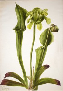 Green Pitcherplant Sarracenia orephila, 1933.