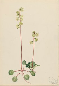 Green Pyrola Pyrola chlorantha, 1920. 作： Mary Vaux Walcott