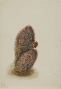 グリーンストロベリーカクタス (Echinocereus viridiflorus)