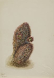 グリーンストロベリーカクタス Echinocereus viridiflorus, 1925.
