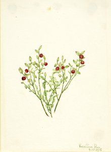 ライチョウの木（Vaccinium scoparium） 作： Mary Vaux Walcott