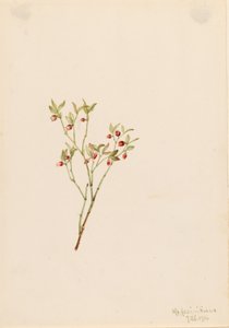 ライチョウの木（Vaccinum scoparium） 作： Mary Vaux Walcott