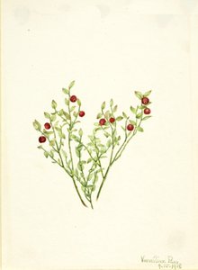 ライチョウホオズキ Vaccinium scoparium, 1918. 作： Mary Vaux Walcott