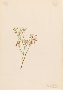 ライチョウホオズキ Vaccinum scoparium, 1916. 作： Mary Vaux Walcott
