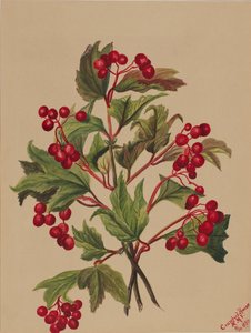 グラウスベリー Viburnum americanum, 1880. 作： Mary Vaux Walcott