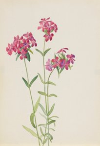 毛のあるフロックス Phlox amoena、ca。 1930年代初頭。