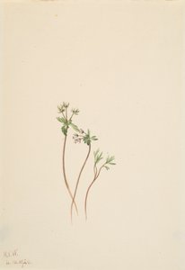 春のさきがけ Erigenia bulbosa、1920年。