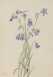 Harebell Campanula rotundifolia、1916年。 作： Mary Vaux Walcott