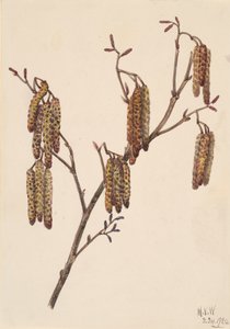 ヘイゼル・アルダー Alnus regosa, 1920. 作： Mary Vaux Walcott