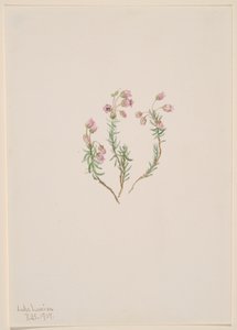 Heather Phyllodoce intermedia, 1907.