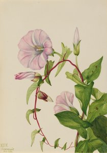 Hedge Bindweed Calystegia Convolvulus sepium, 1932. 作： Mary Vaux Walcott
