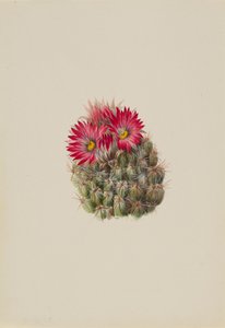Hedgehog Cactus Coryphantha arizonica, 1933. 作： Mary Vaux Walcott