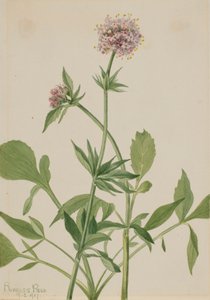 Heliotrope Valerian Valeriana sitchensis、1917 年。 作： Mary Vaux Walcott