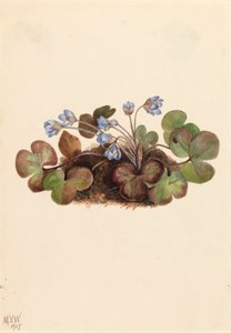 Hepatica Hepatica americana, 1917. 作： Mary Vaux Walcott