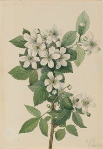 ハイブッシュ・ブラックベリー（Rubus argutus） 作： メアリーヴォーウォルコット