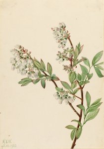 ハイブッシュ・ブルーベリー (Vaccinium corymbosum)