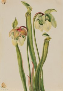 ハイブリッドピッチャープランツ (Sarracenia minor) 作： メアリーヴォーウォルコット