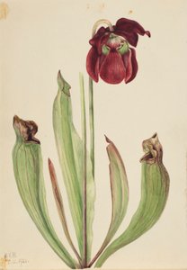 ハイブリッド・ピッチャープランツ (Sarracenia rubra xs purpurea venosa) 作： Mary Vaux Walcott