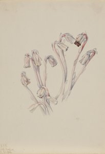 インディアンパイプ Monotropa uniflora, 1926. 作： Mary Vaux Walcott