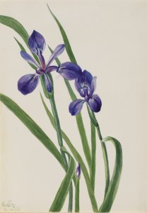 アイリス 作： Mary Vaux Walcott