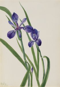 アイリス・アイリス種、1939年 作： Mary Vaux Walcott