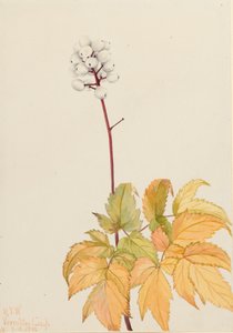 アイボリーバンベリー Actaea arguta, 1922. 作： Mary Vaux Walcott