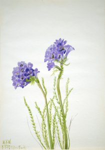 ヤコブの梯子 作： Mary Vaux Walcott