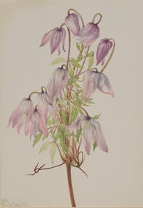Jicarilla Clematis pseudoalpina, 1933.