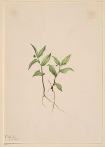 クルーシー（Kruhsea streptopoides） 作： メアリーヴォーウォルコット