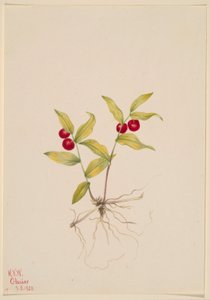 クルーシー（Kruhsea streptopoides） 作： Mary Vaux Walcott
