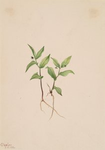 Kruhsea Kruhsea streptopoides, 1913. 作： Mary Vaux Walcott