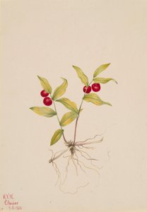 Kruhsea Kruhsea streptopoides, 1922. 作： Mary Vaux Walcott