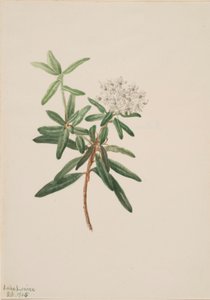 ラブラドール茶 (Ledum groenlandicum) 作： Mary Vaux Walcott