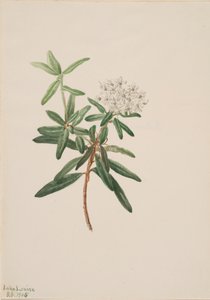 ラブラドール ティー グリーンランド アイス、1905 年。 作： Mary Vaux Walcott